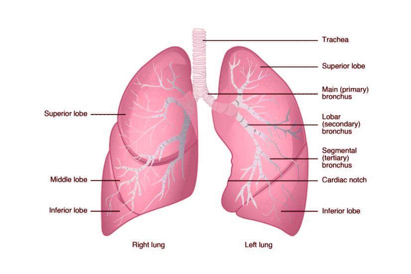 Best Pulmonologist |Chest Specialist |Patiala Heart Institute